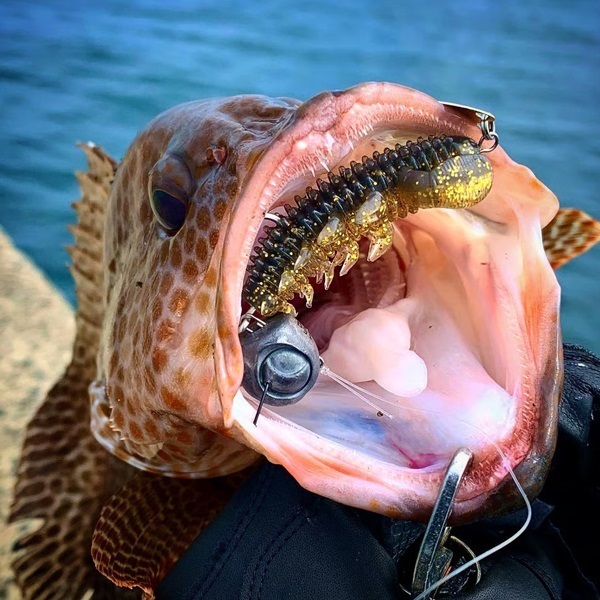 ハタ喰い.蟲 2.0インチ